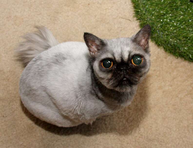 cat looks like a pug