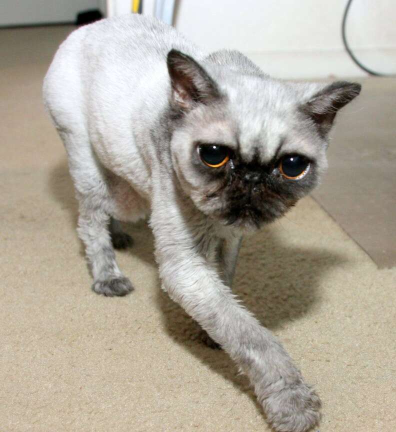 Shaved Rescue Cat Looks Exactly Like A Pug - The Dodo