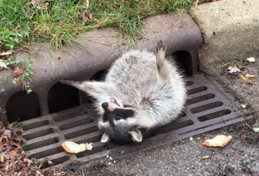 Chicago Raccoon Gets Stuck in Sewer Grate After Eating Too Much - Thrillist