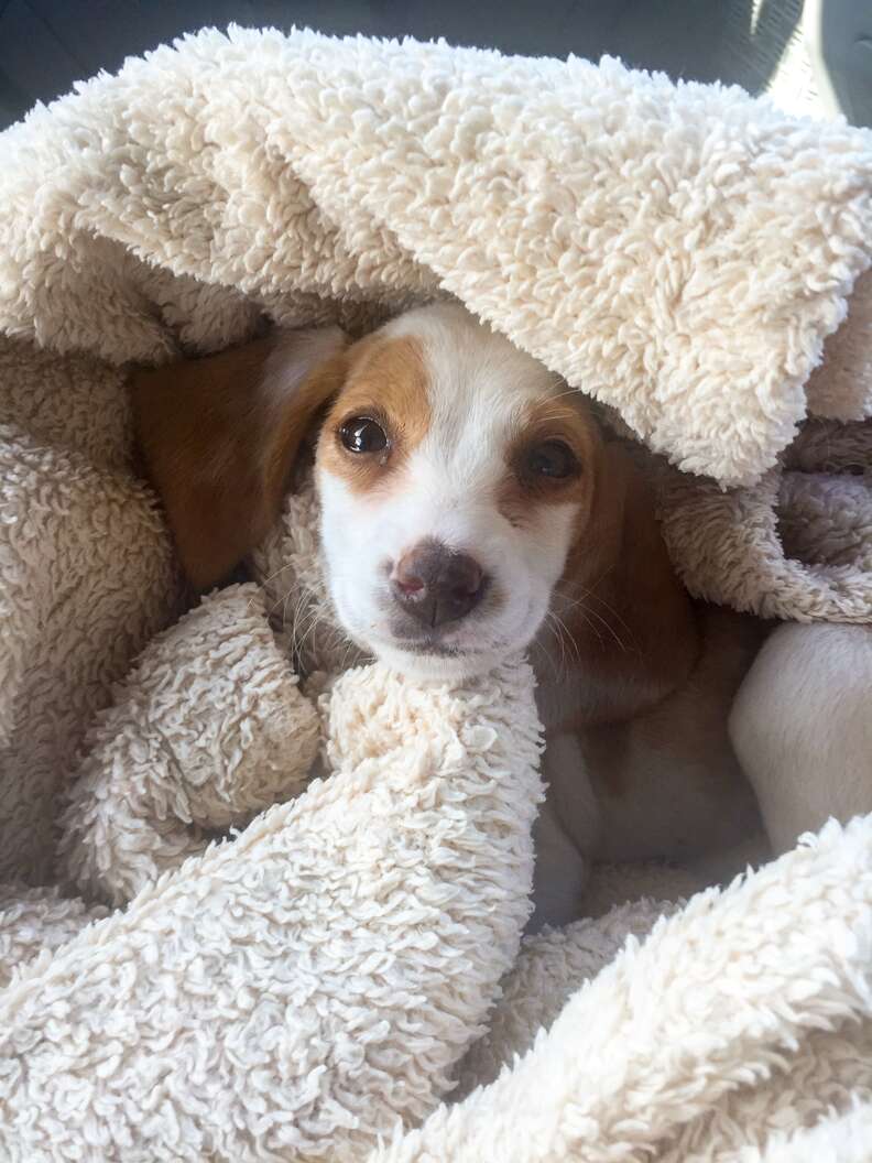 beagle rescue puppy mill colorado