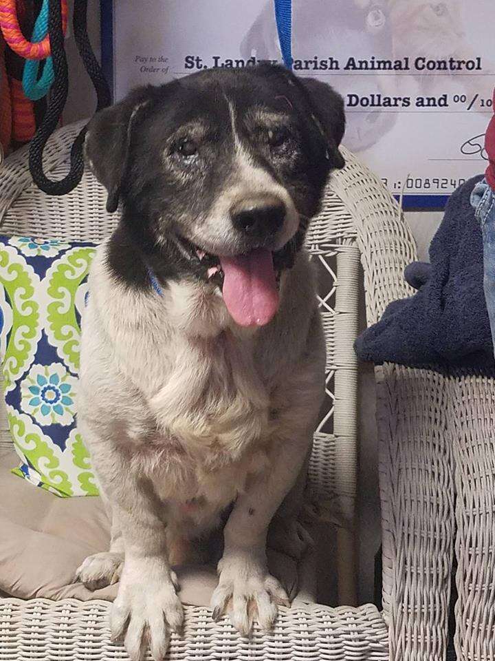 Senior Dog Spent Years Chained To Cinder Block In Louisian - The Dodo