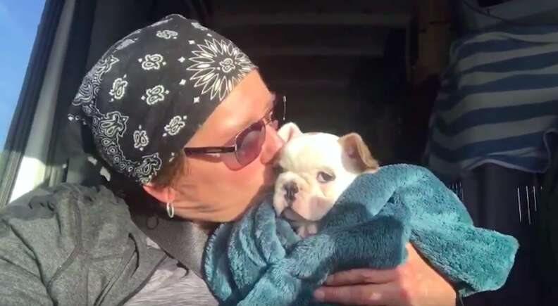 bulldog rescue puppy mill colorado