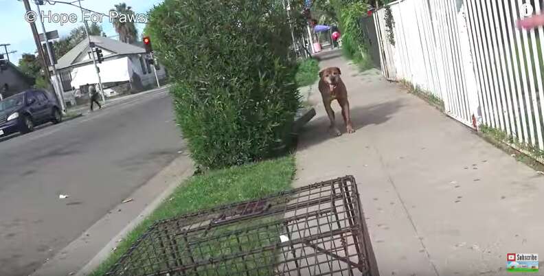 senior dog abandoned on the streets