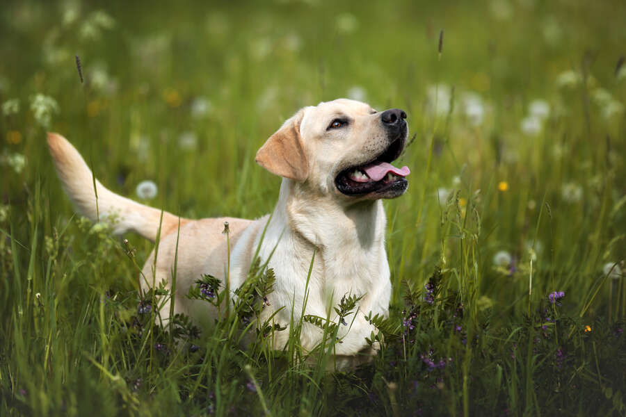 Why Dogs Wag Their Tails - Thrillist