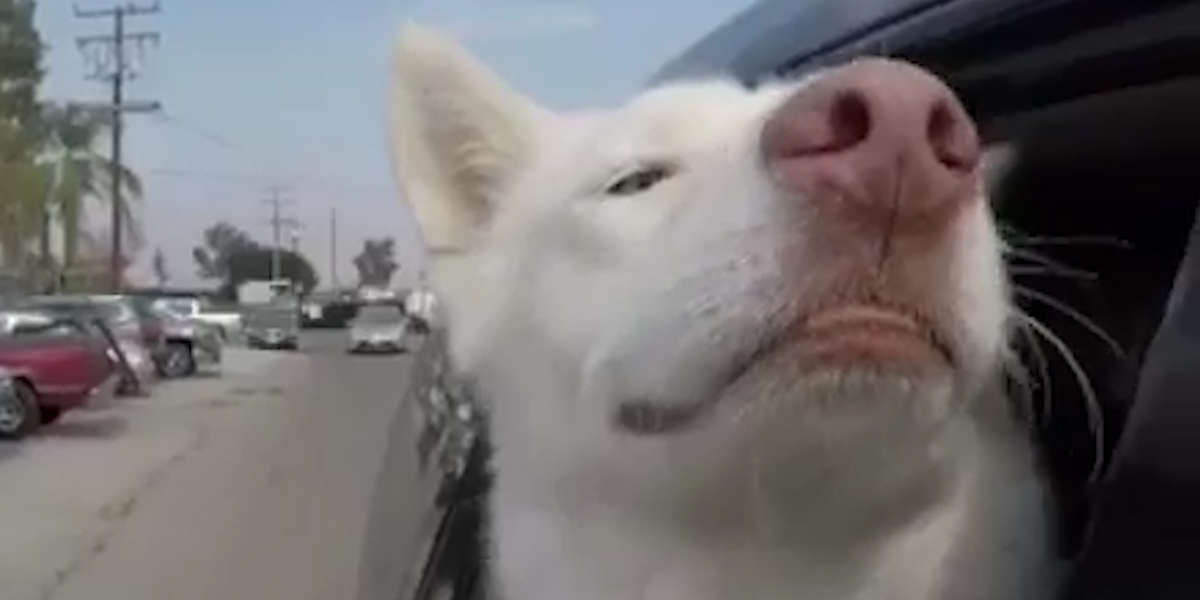 Shelter Dog Is So Excited On Her Freedom Ride - Videos - The Dodo
