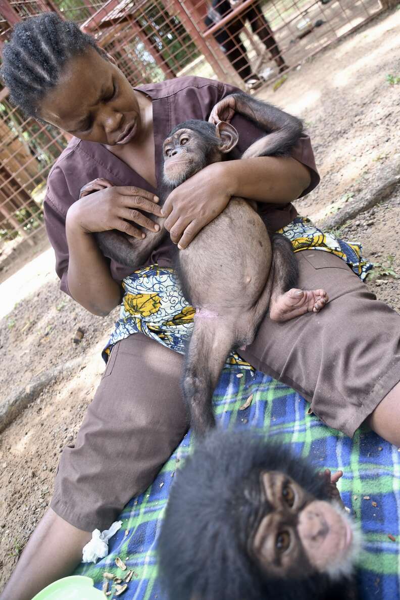 Rescued baby chimp at Liberia rescue center