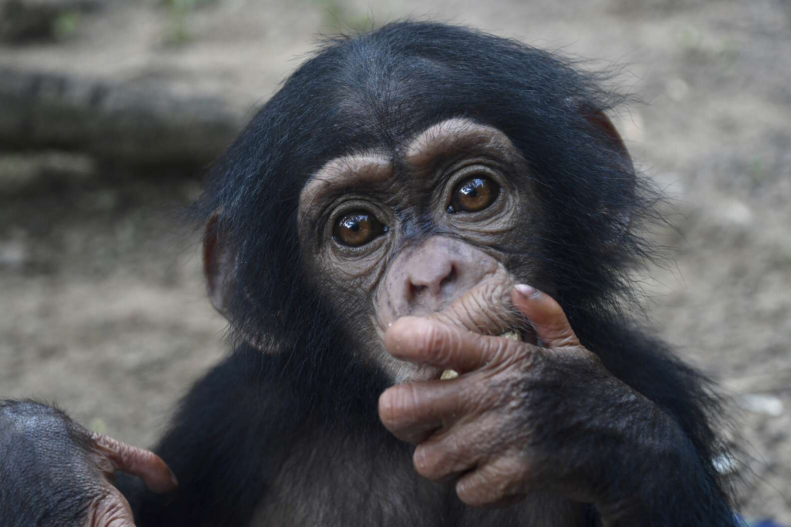 Baby Chimp Hugs Rescuer On Ride To Sanctuary In Liberia - The Dodo