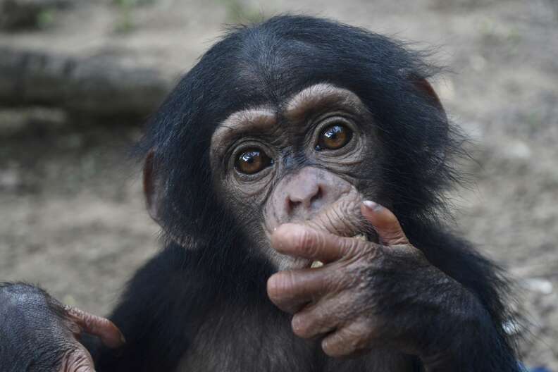 Baby chimp saved in Liberia