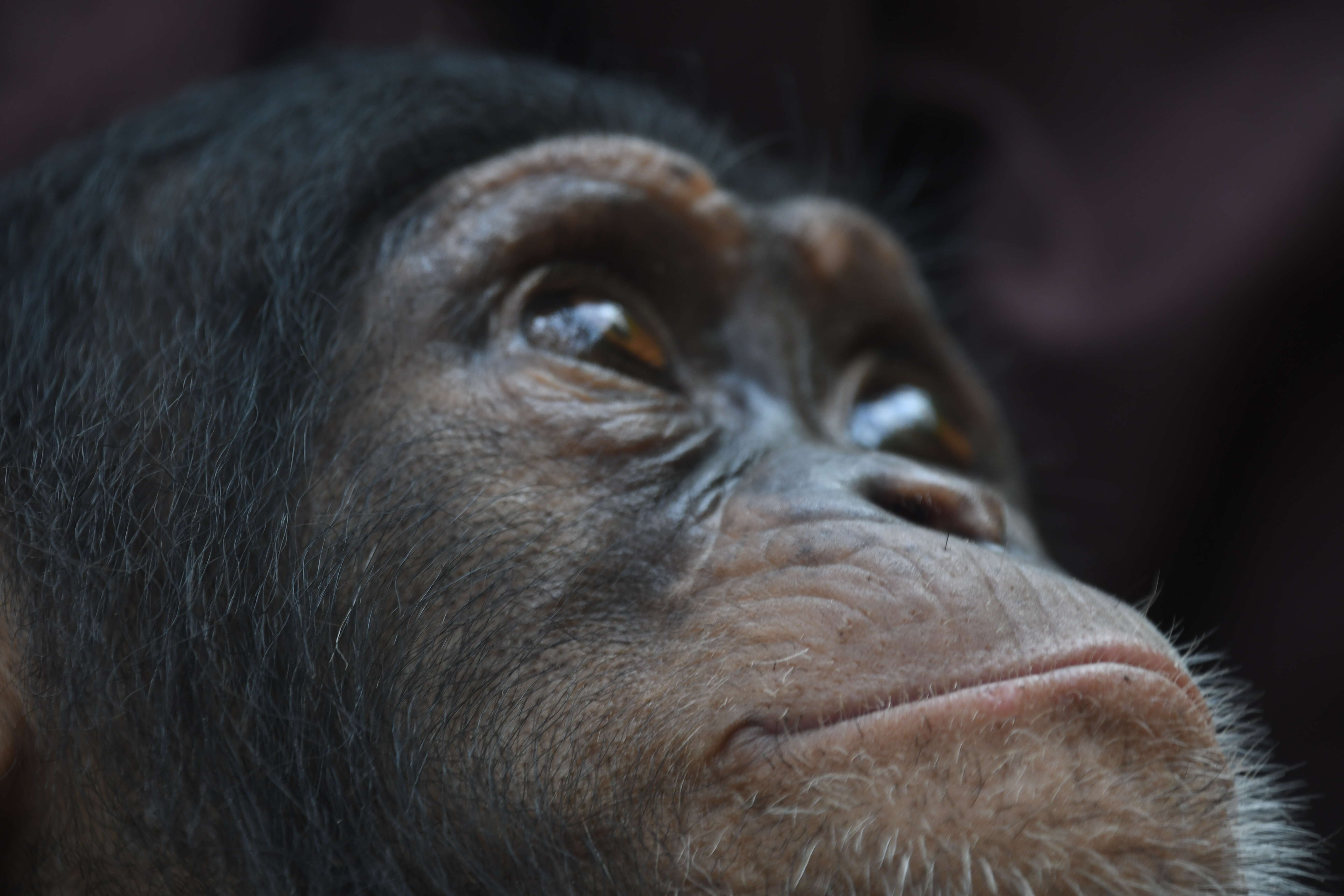 Rescued baby chimpanzee in Liberia