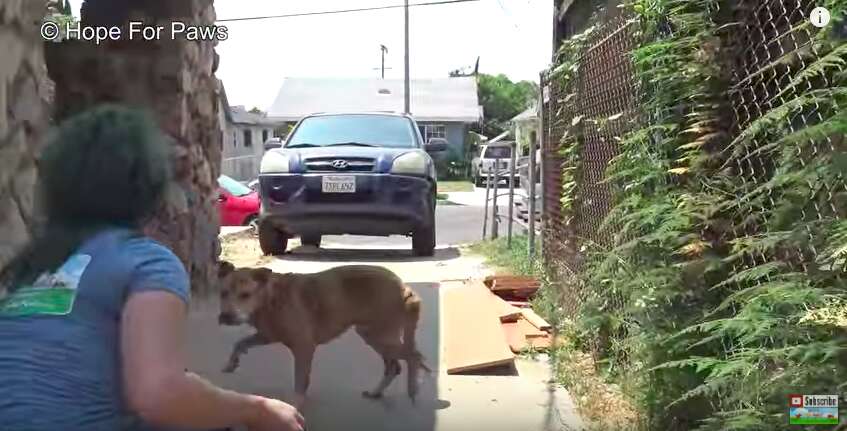 dog abandoned by his family