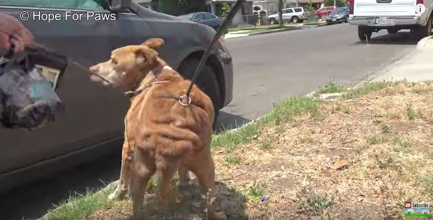 dog abandoned by his family