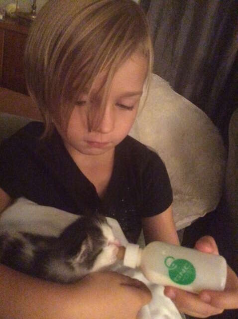 little girl bottle feeds a kitten
