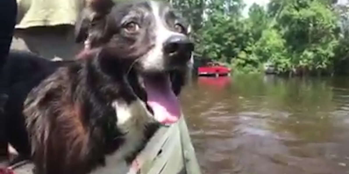 Dog Abandoned In Hurricane Harvey Gets Rescued - Videos - The Dodo
