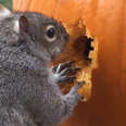 Squirrel Carves A Jack-O-Lantern