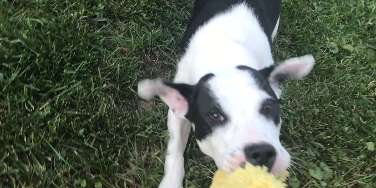 Dog Abandoned By Her Family Is Finally Happy Again - Videos - The Dodo