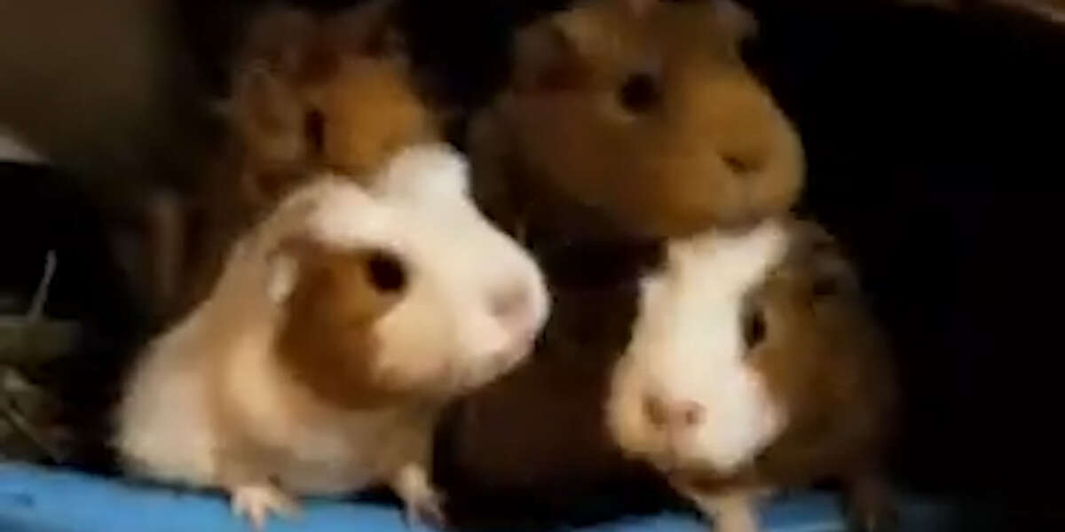 Hundreds Of Guinea Pigs Rescued By Nicest Woman Videos The Dodo