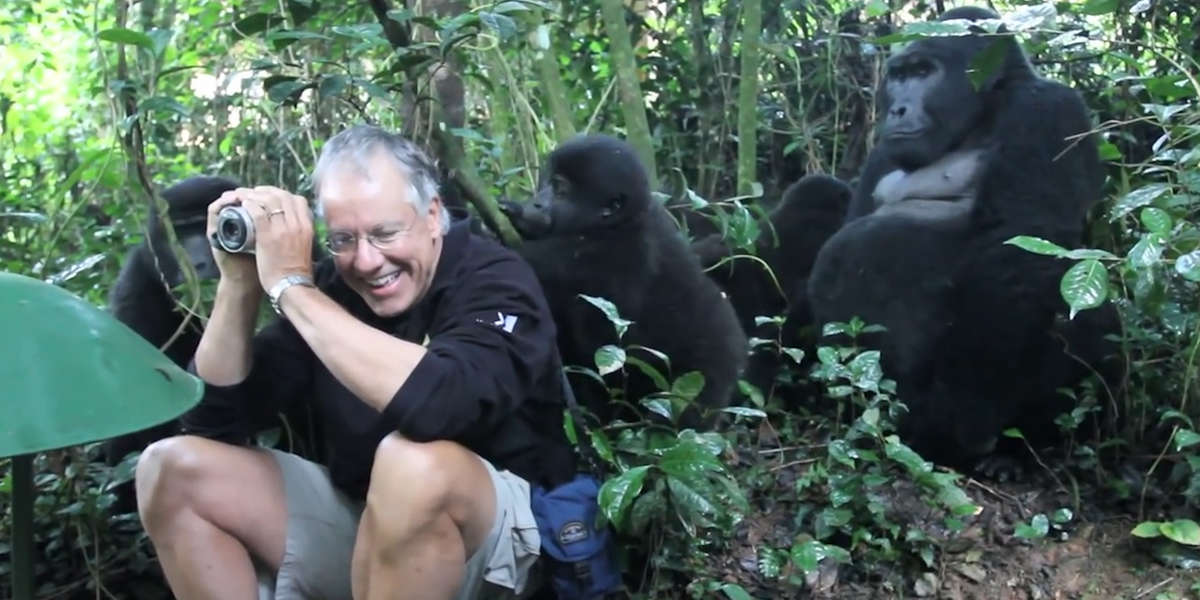 Man Taking Pictures Of Wildlife Has The Best Gorilla Encounter - Videos ...