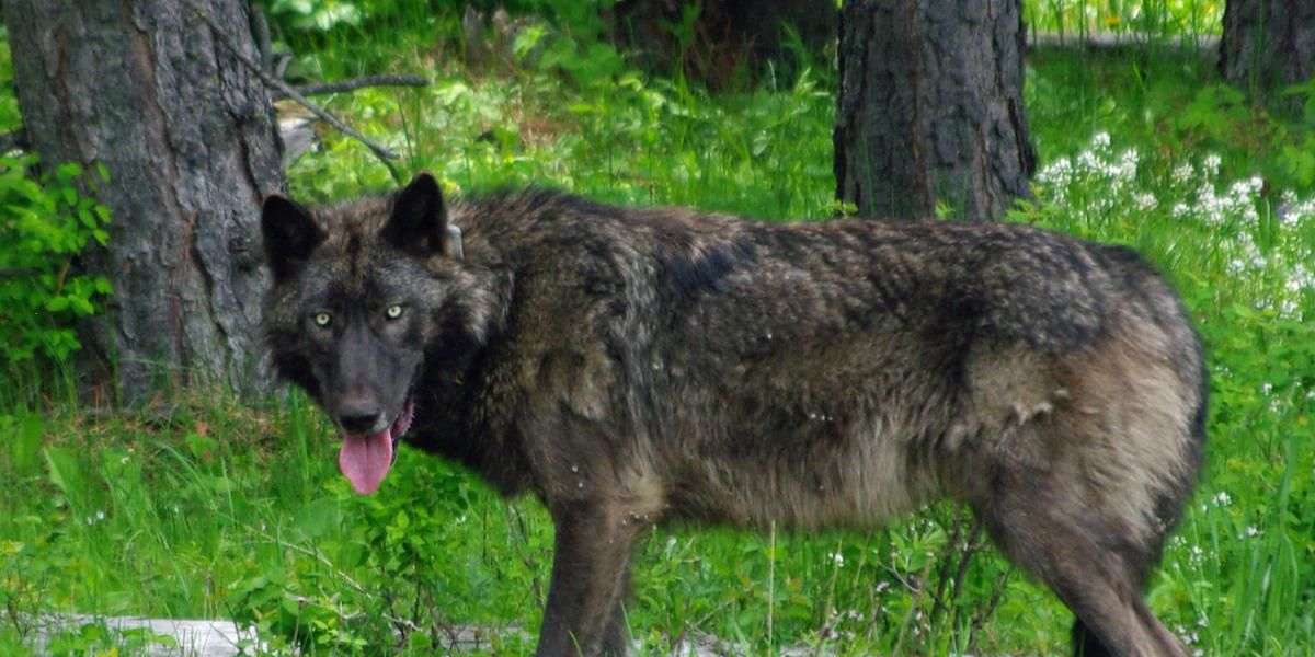 Endangered Wolf Killed In Oregon, Agency Offers $5,000 For Information ...