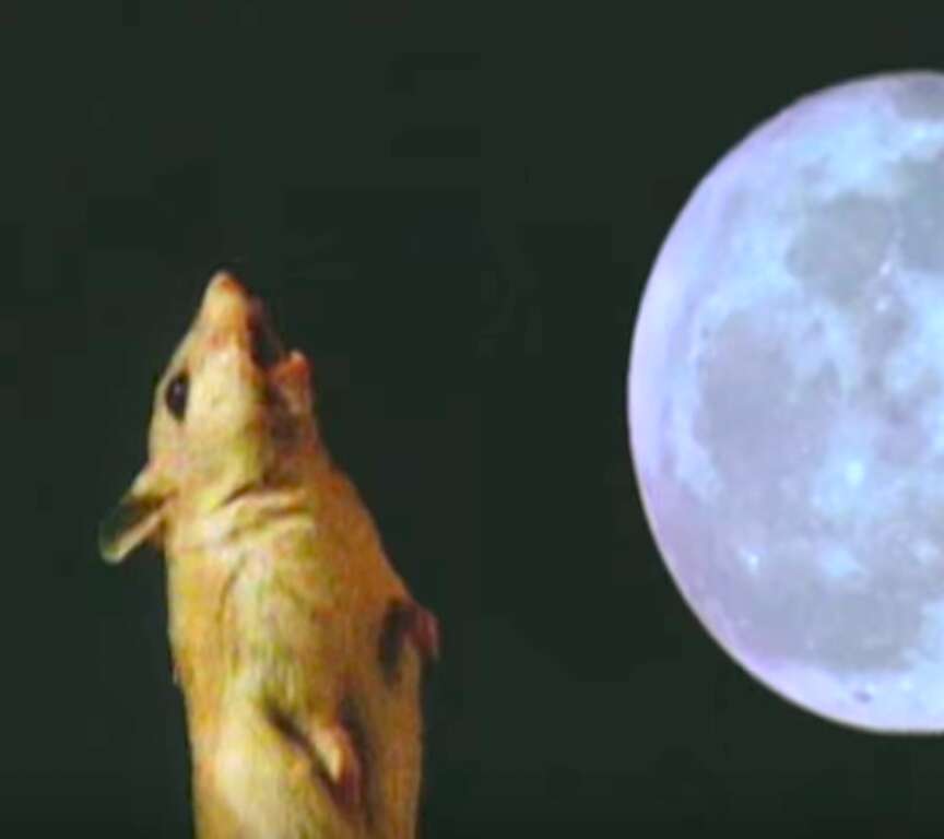 Grasshopper mouse howling