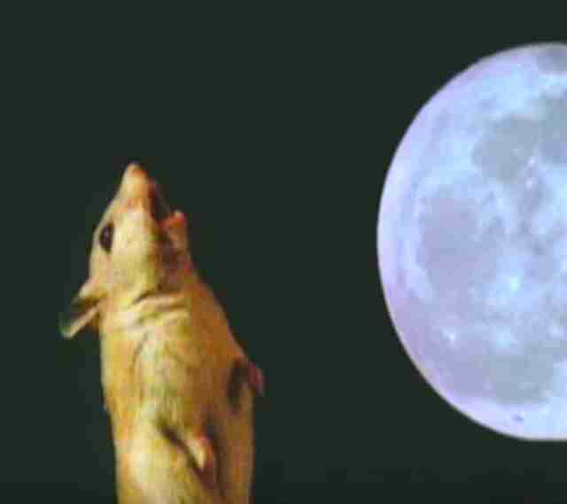 Tiny Grasshopper Mouse Howling Like A Wolf Will Make Your Day - The Dodo