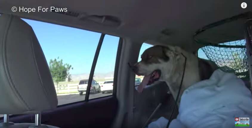 Dog Abandoned In The Middle Of Nowhere California Finally Gets Help ...