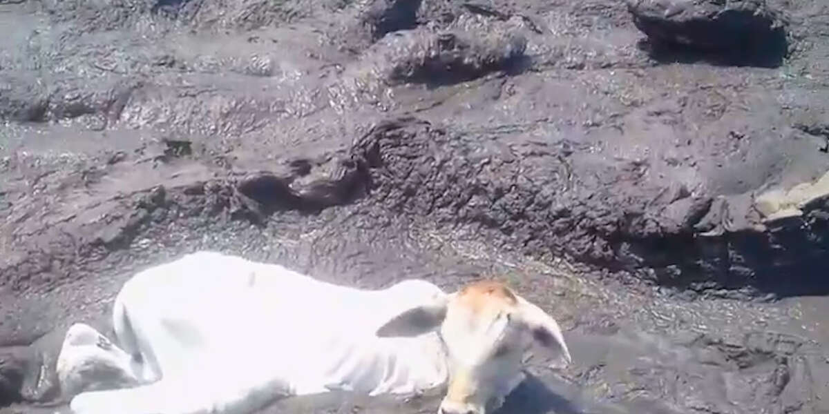 Calf Saved From Hungry Alligators - Videos - The Dodo