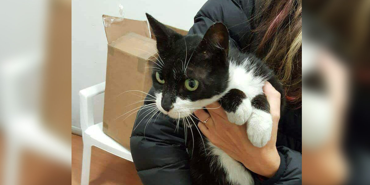 Cat In A Box Survives Accidentally Being Shipped Across Italy The Dodo