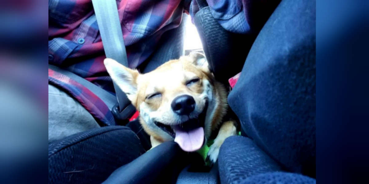 Driving With A Dog In The Car How To Travel Safely With Your Pet The