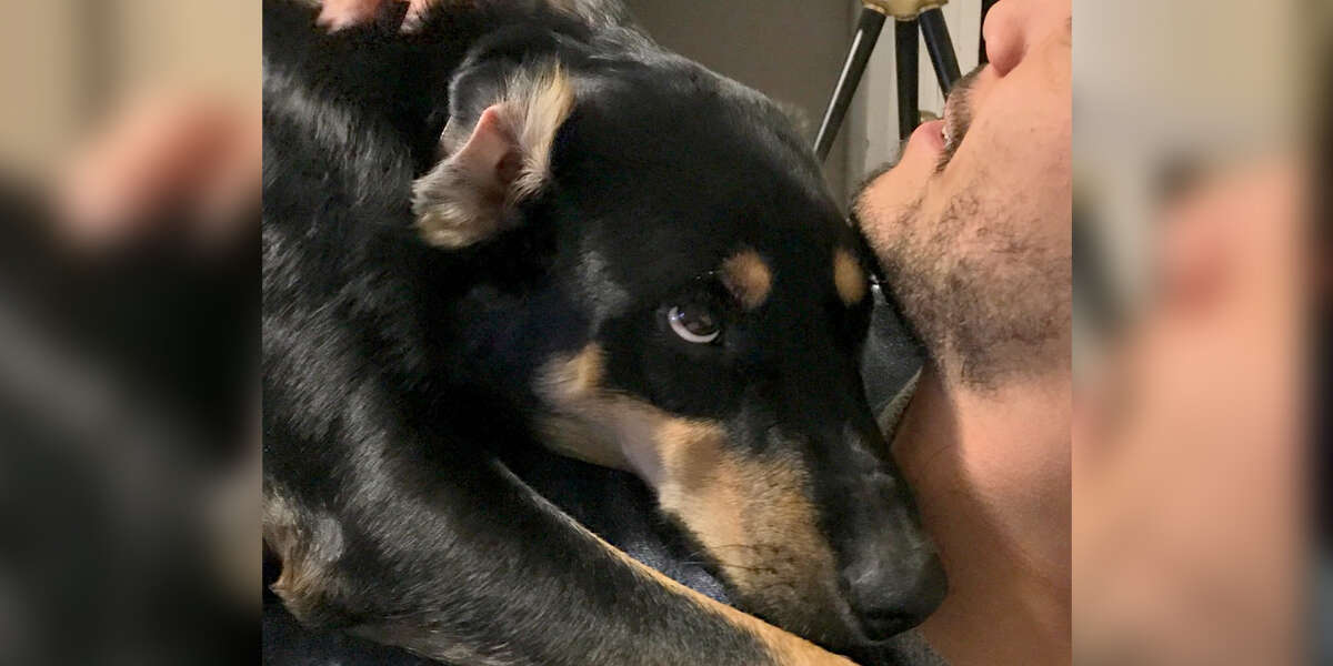 Why Does My Dog Pretend To Sneeze