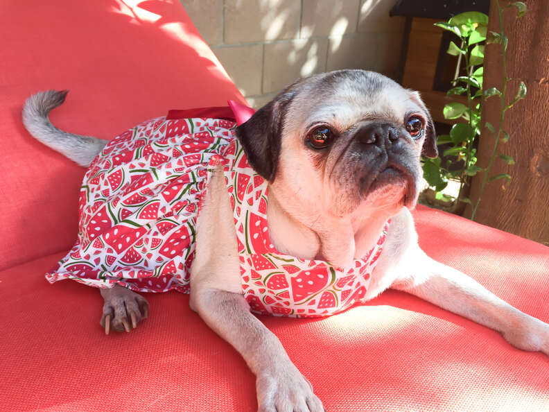 Old Pug Once Called Ugly Wears The Prettiest Dresses Now The Dodo