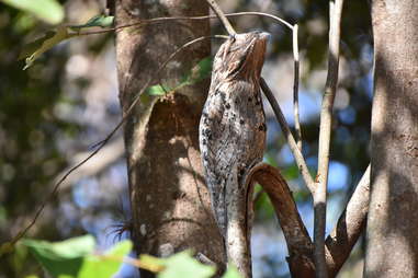 great potoo bird on tree branch