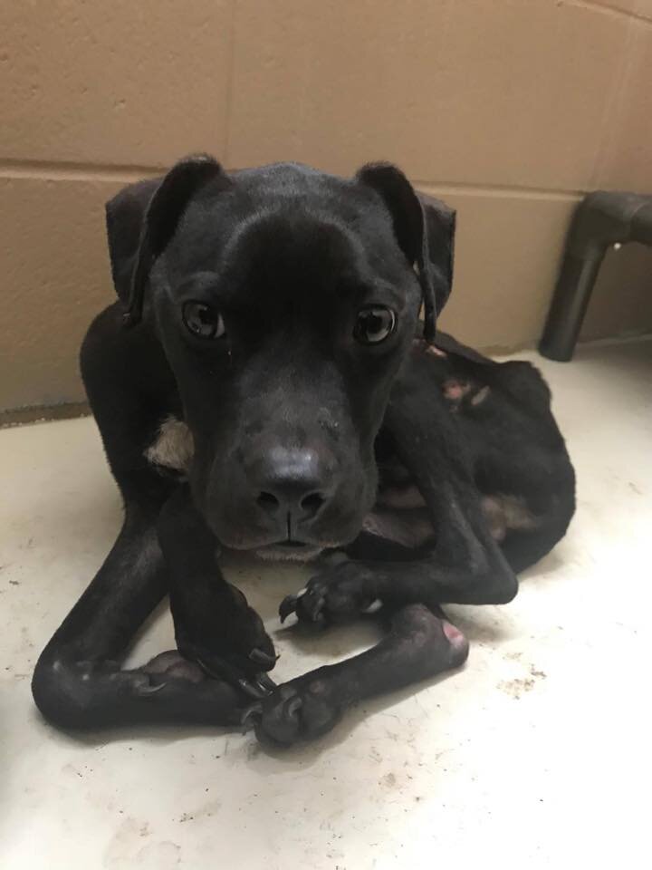 La lealtad inquebrantable de un frágil perro hacia su mejor amigo fallecido, permaneciendo a su lado hasta que llegó un rescatista.
