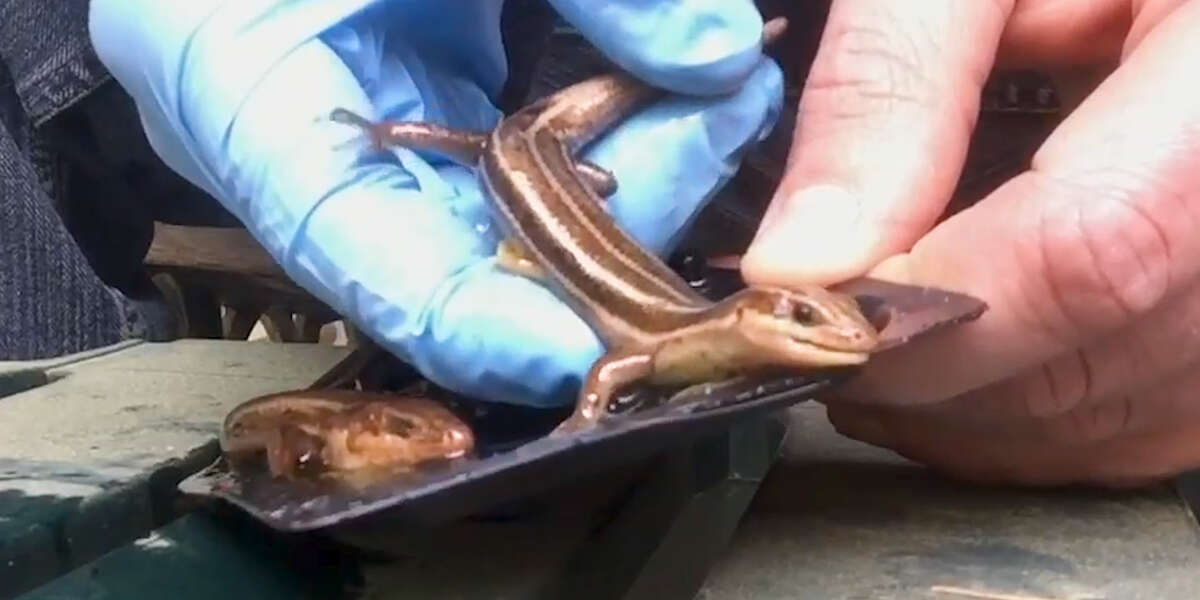 Guy Saves Lizards From Glue Trap - Videos - The Dodo