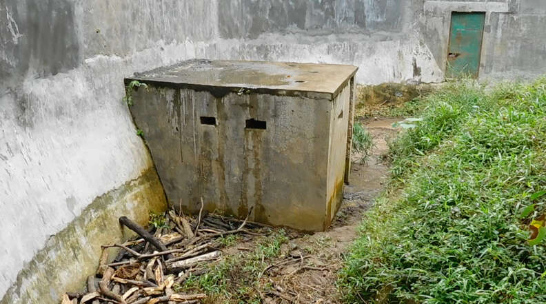 A crate containing a captive male adult sun bear