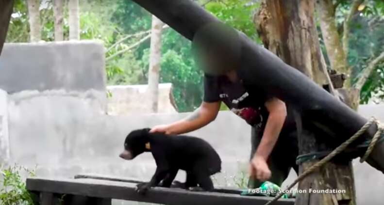 Man roughly handling baby sun bear