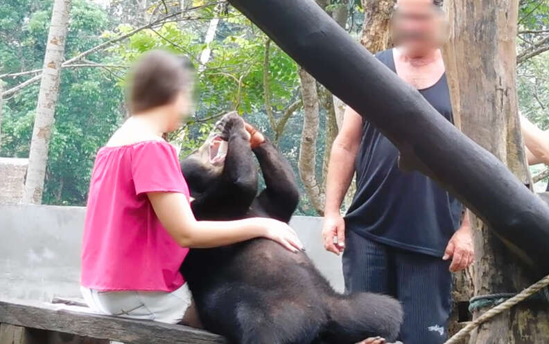 Tourists posing with captive sun bear