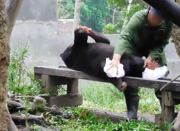 A keeper wiping down an adult sun bear