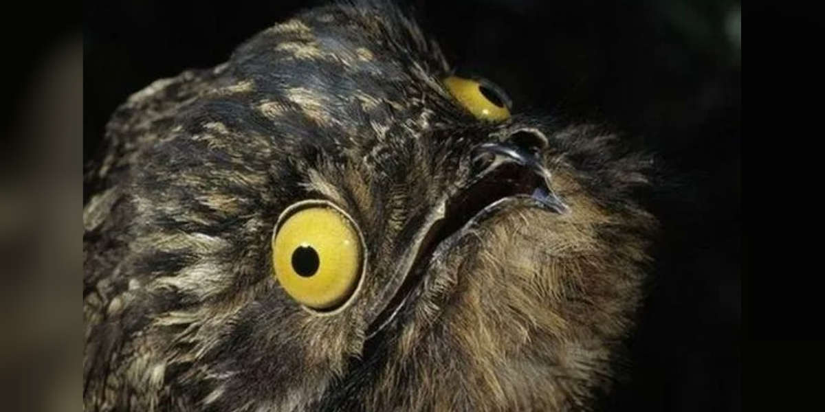 Great Potoo Facts The Camouflage Bird With A Haunting Call The Dodo