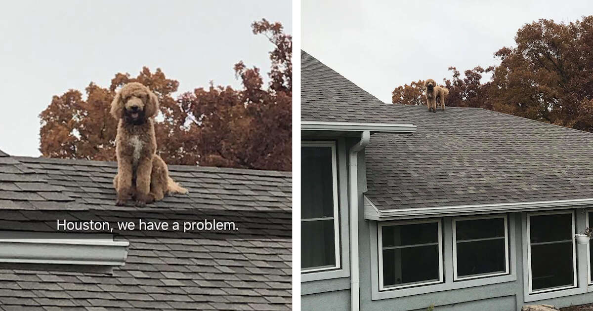 poodle dog roof funny