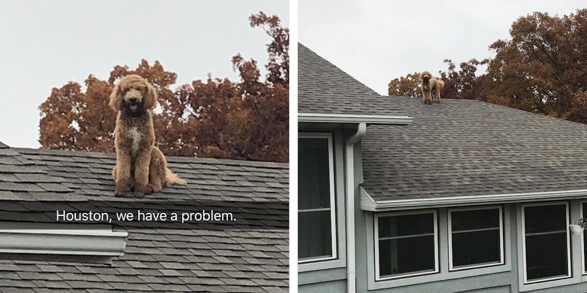 Missouri Woman Finds Poodle On The Roof Of Her House - The Dodo