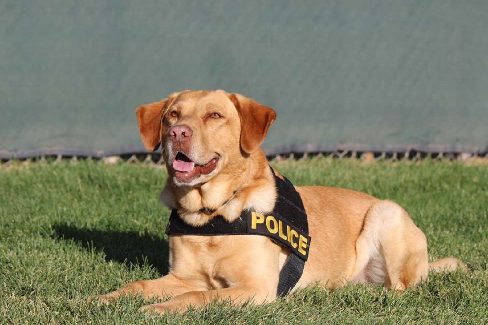 Drug Dog Gets Retired Because He's Too Good At His Job - The Dodo