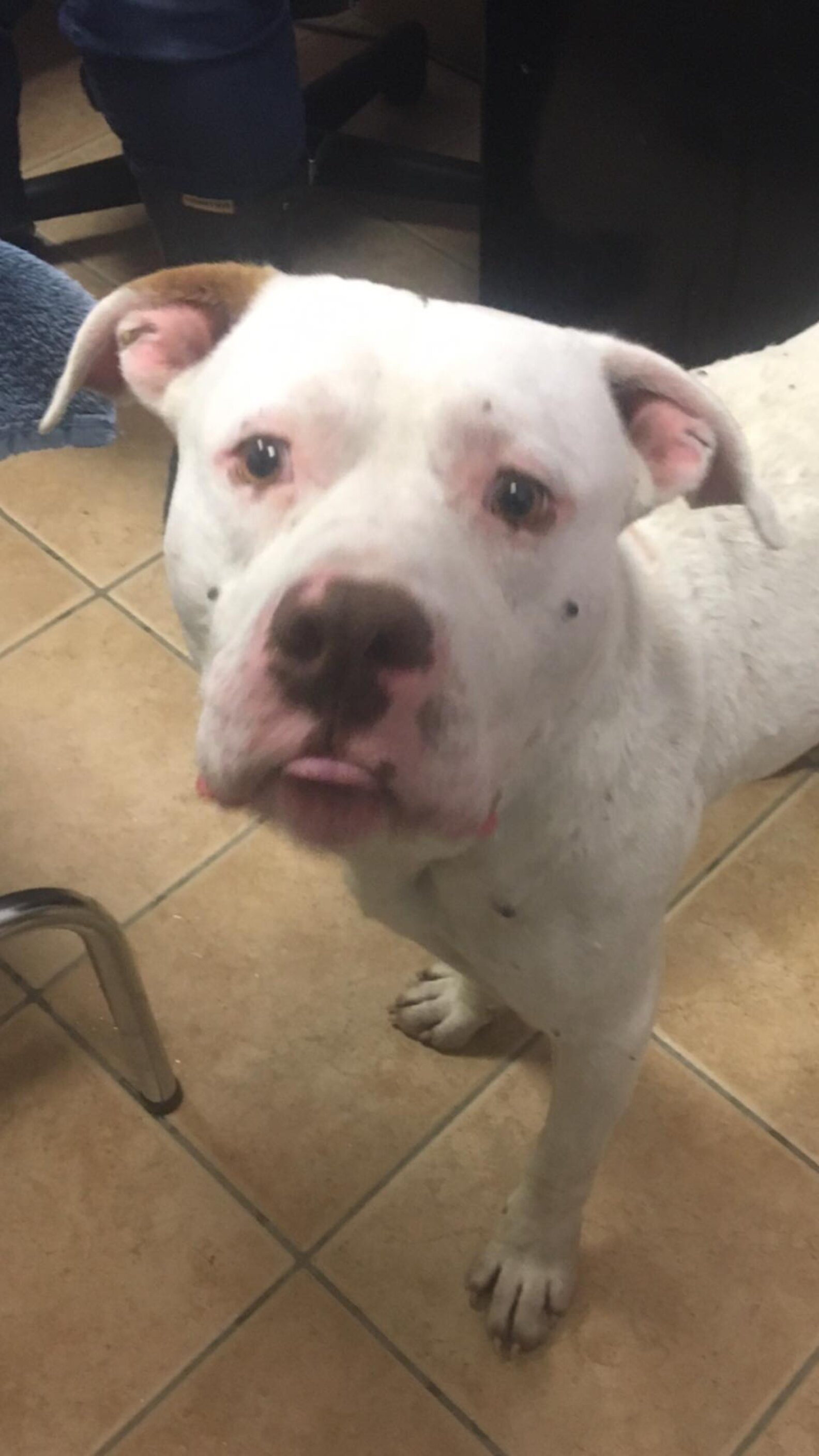 Coyotes Let Lost Dog Join Their Pack For A Year The Dodo