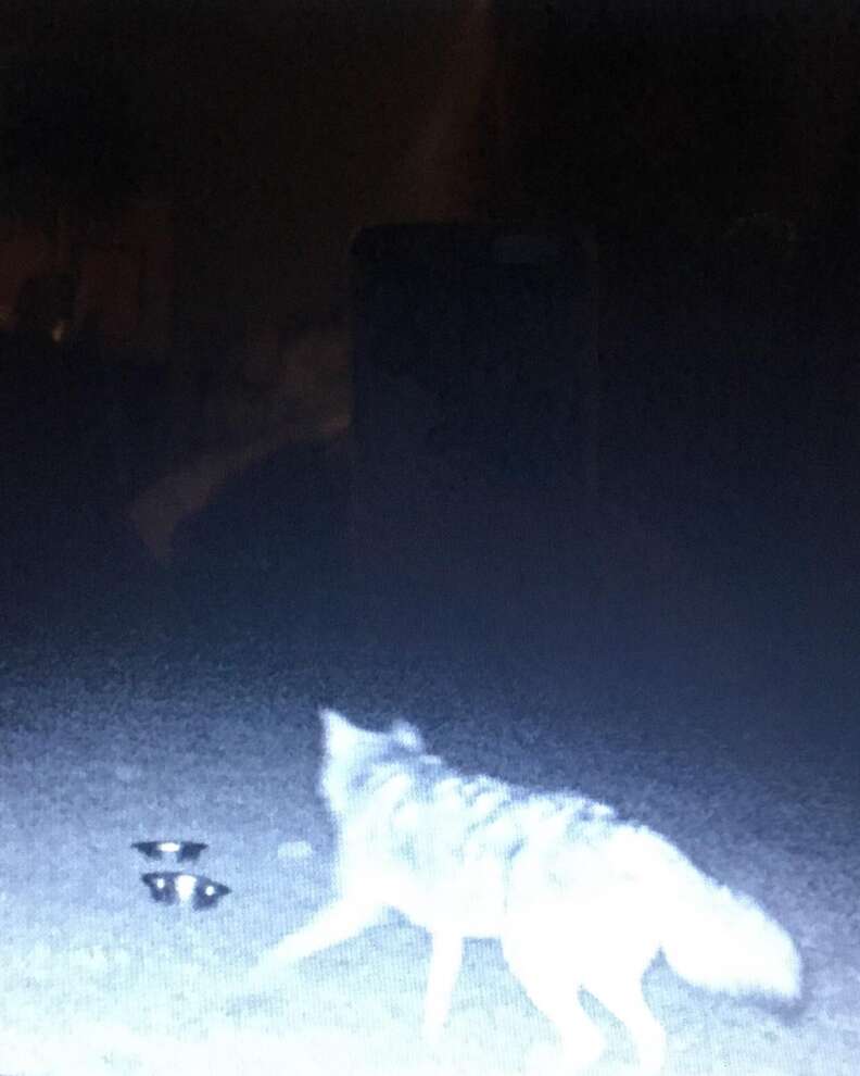 Coyote who befriended stray dog