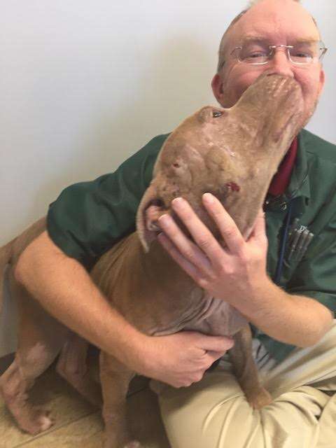 Dog kissing vet who saved his life