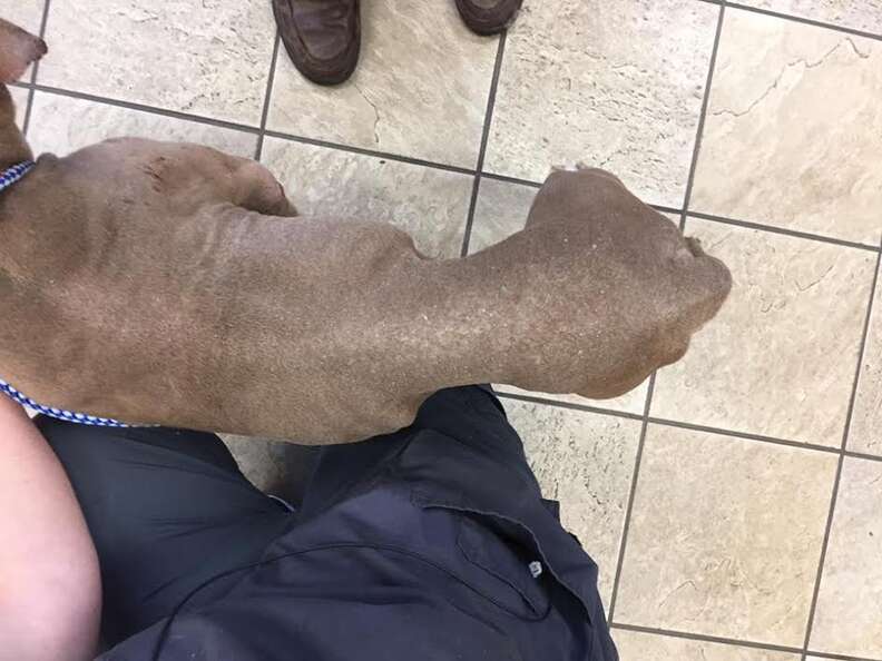 Photo of emaciated dog
