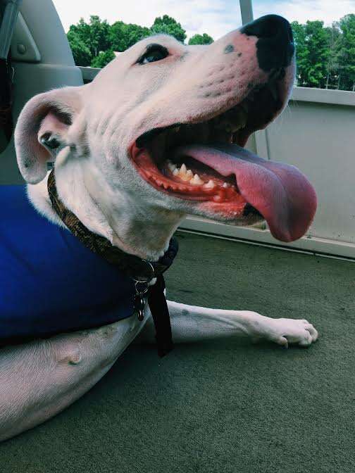 Rescue dog smiling