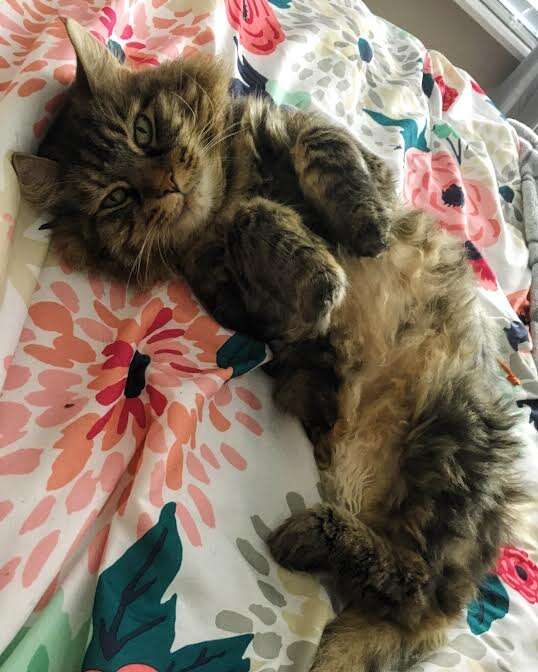 Rescue cat lying on back on top of bed