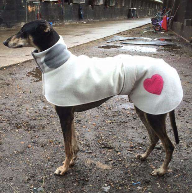 Greyhound in special coat