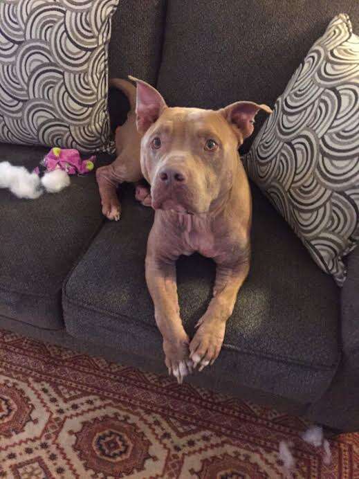 Rescued pit bull dog lying on couch