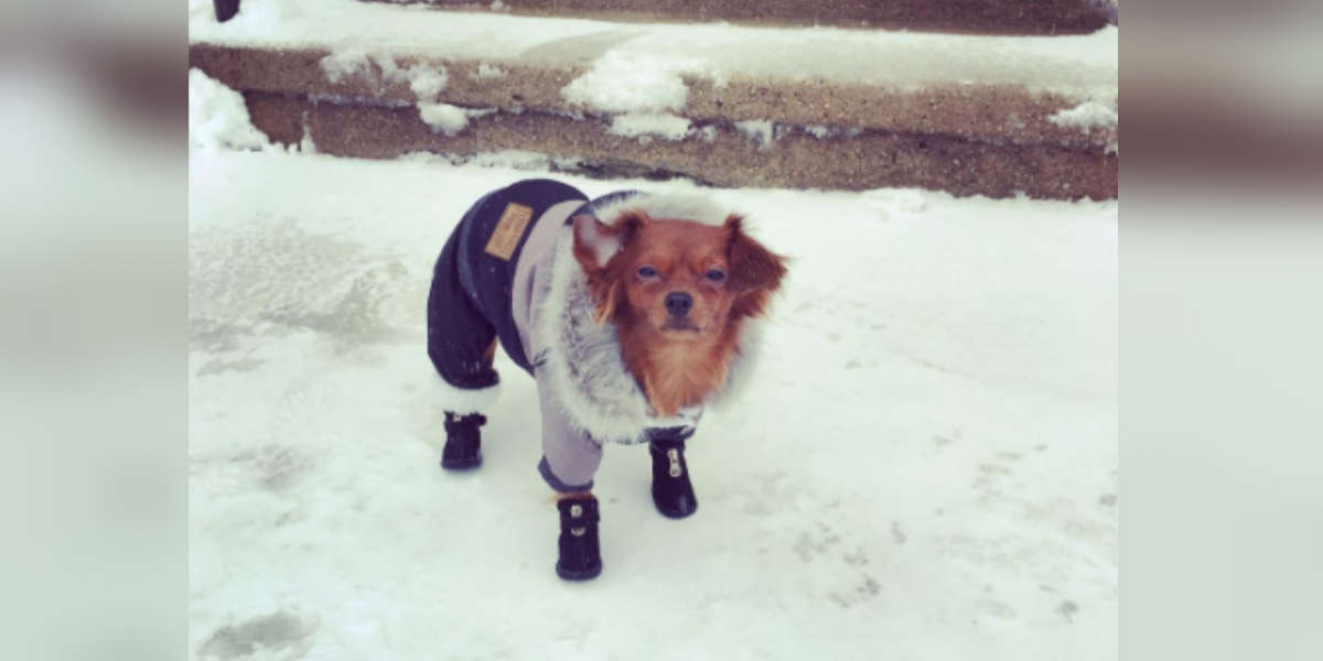 Does My Dog Need A Coat In The Winter? The Dodo